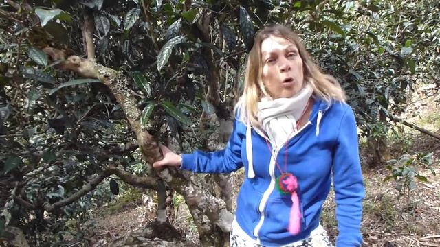 Old tea trees in Yunnan смотреть онлайн