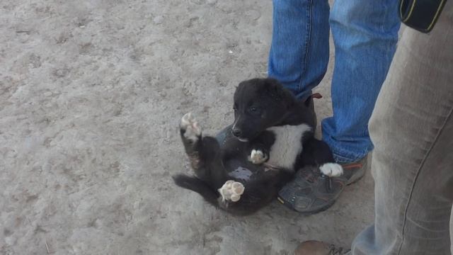 Аборигенные щенки Таджикистана и ягненок/Aboriginal puppies of Tajikistan and a lamb смотреть онлайн