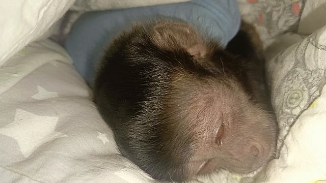 Доброе утро 💖 #pets #monkey #animals #babyanimals #обезьяна #zoo #животные #capuchin #life #тикток смотреть онлайн