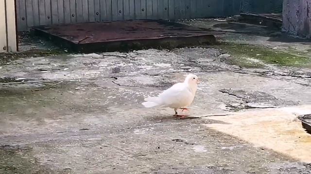 Голуби как пружины хотят неба!!! Pigeons want the sky like springs!!! смотреть онлайн