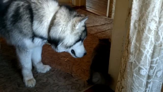 Маламут vs кошка))) смотреть онлайн