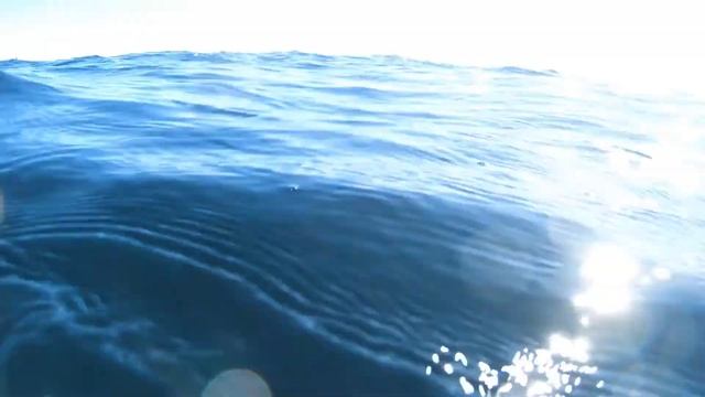 A Mother and Baby Dolphin Swimming. Endless Spirit смотреть онлайн