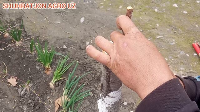 ГИЛОСНИ ПАЙВАНДИ.KANALGA OBUNA BOʻLING