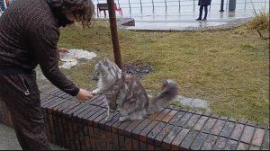 Красавчик Мейн-Кун на прогулке милый котик даёт лапу хозяину и выполняет команды.
