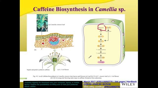 Caffeine Bioysnthesis in Coffee and Tes Plants and Decaffeination Methods смотреть онлайн