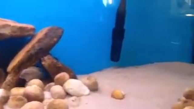 Ракушковые смотреть онлайн