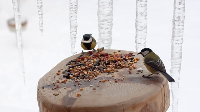 Birding ~ Great tit, Willow tit, Eurasian blue tit and Jay on the new extreme winter feeder ~ CAT T смотреть онлайн