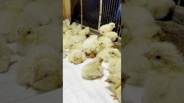 цыплята бресской породы только вылупились