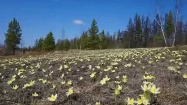 Ньургуьун кунэ "Чуораанчык" болох о5олорун уруьуйдара🌷 смотреть онлайн
