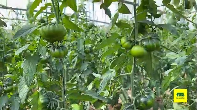 Tomate Asurcado Albarado #SeguimosCercaDeTi