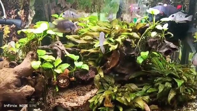 Лёгкий перекус смотреть онлайн