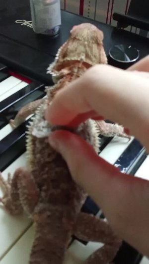 My singing monsters