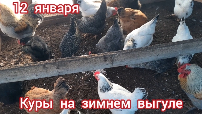 куриный комфорт на зимнем выгуле... смотреть онлайн