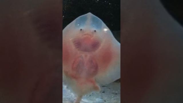 Stingrays: The Half Flying Pancake, Half Fish Phenomenon#shorts смотреть онлайн