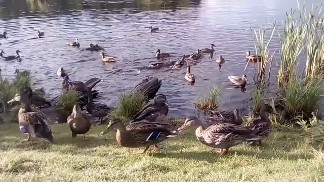 Сегежские уточки, которые ведут себя, как голуби:) смотреть онлайн