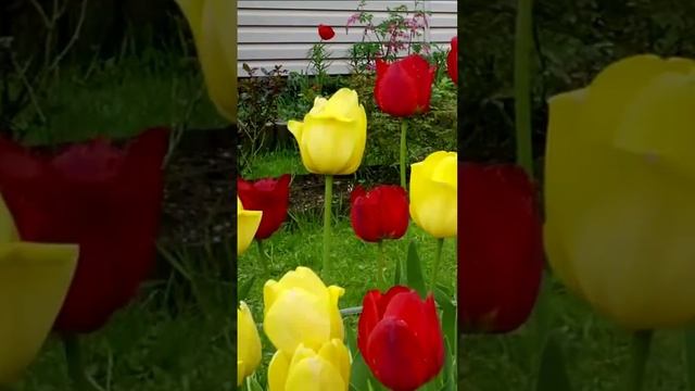 А ты знаешь, чем пахнут тюльпаны. Дмитрий Шлапак смотреть онлайн