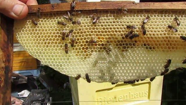 пчеловодство на ячейке 4,9 мм - часть 78, замена матки в рое - часть 1 , 15.06.2024 смотреть онлайн