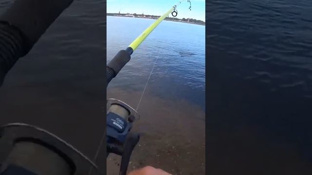 Макароны сработали!! #рыбалка #лещ #фидер смотреть онлайн