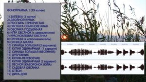 ФОНОГРАММЫ ДЛЯ ОБУЧЕНИЯ КАНАРЕЕК ОВСЯНОЧНЫЙ НАПЕВ