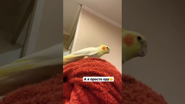 #лёня #попуг #любимка #обормот #бусинка #попугай #птичка #асмр #любовь #найденыш смотреть онлайн