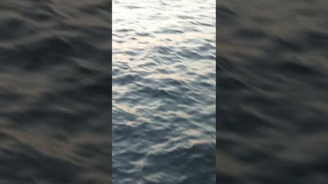 Свадебное платье Поэма из коллекции «В твоих глазах Питер» 2025 от бренда Divino Rose