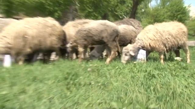 Ренато Усатый и его свита на прогулке. 29.04.2016 смотреть онлайн