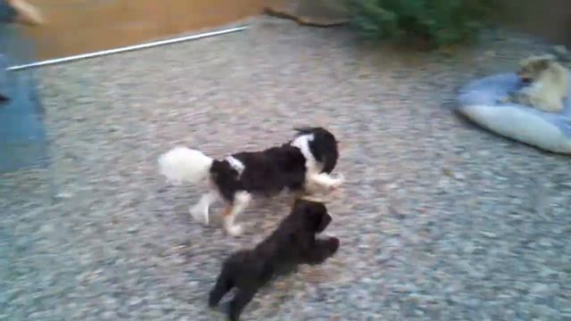 Delilah, Bear!, and Marzipan playing смотреть онлайн