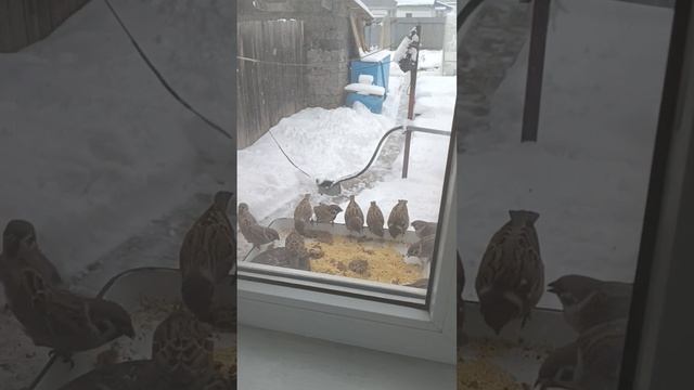 Воробьи как дома!!!