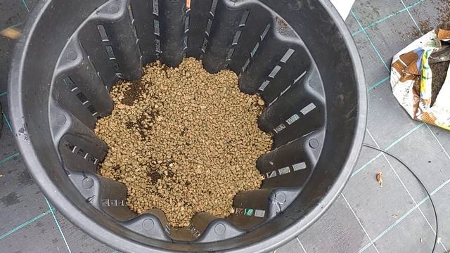 Chili Paprika végleges kiültetése cserépbe. смотреть онлайн