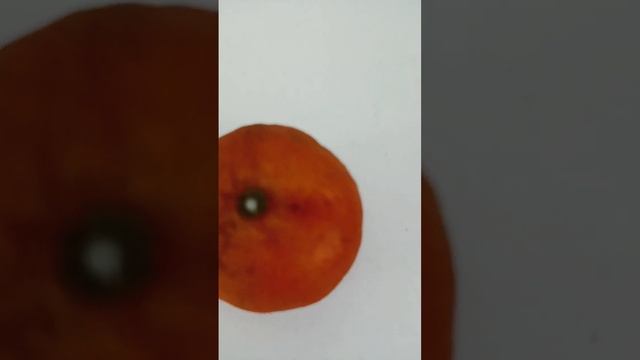 мини мандарин смотреть онлайн