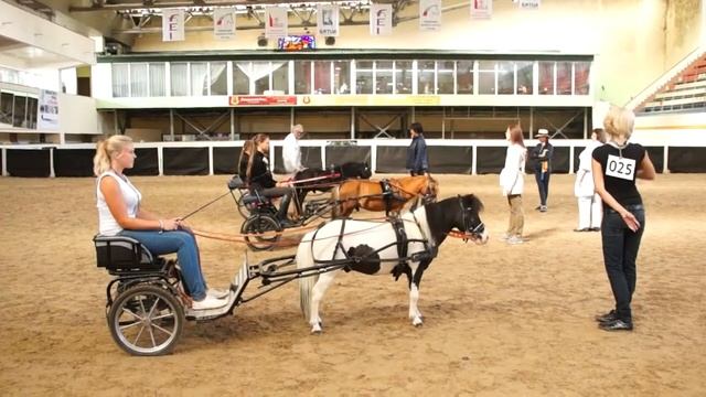 Классический драйвинг Конная Россия 2015 смотреть онлайн