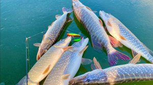 ЛУПИТ ТАК ЧТО УДОЧКУ ВЫРЫВАЕТ рыбалка зимой на щуку в январе