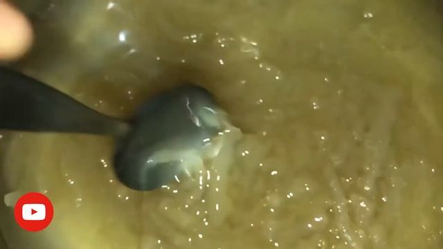 How to make Sea Moss Gel ( Glowing Skin, Detox for Mucus, Thyroid Health etc.) смотреть онлайн