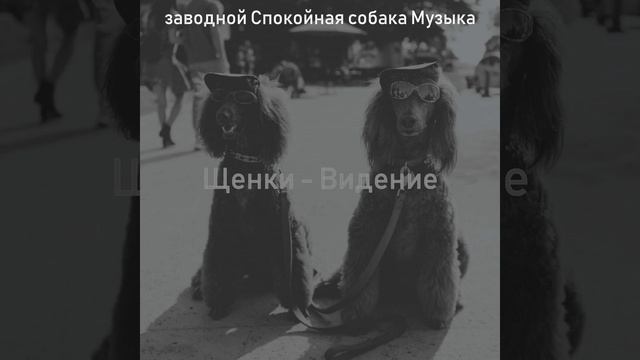 Созерцая (Милые Собаки) смотреть онлайн