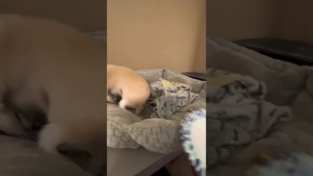 The TORTILLA😱THIEF Chihuahua (my ‘lil Marshmallow) #pets #shorts смотреть онлайн