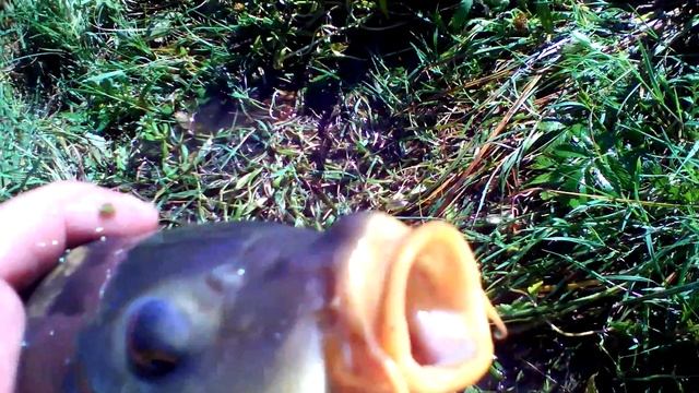 Деревенская жизнь.