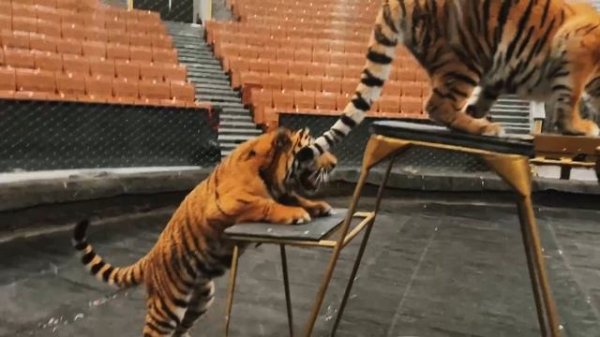 «Отпускники разминаются» (ТигроМания / Tigromania)