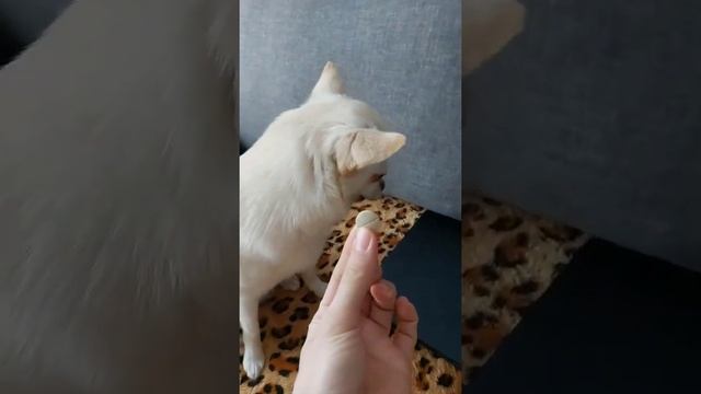 Витамины для собак. смотреть онлайн