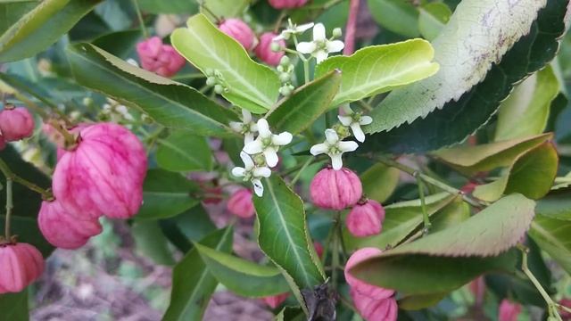 真弓の実と花が一緒❗ смотреть онлайн