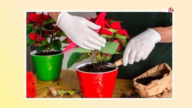 Рождественский цветок пуансеттия смотреть онлайн