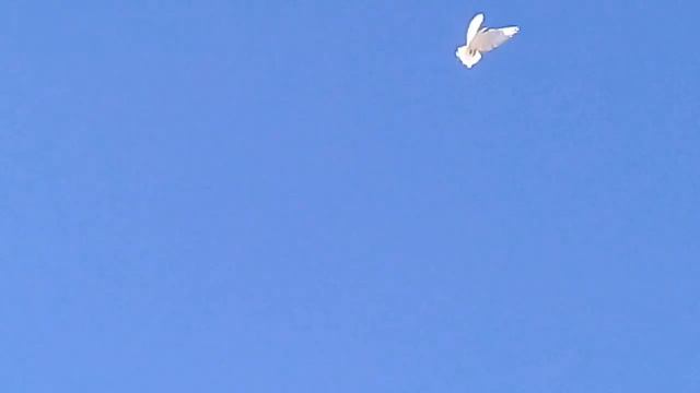 13.03.18г.Полет Арм.бойных голубей! смотреть онлайн
