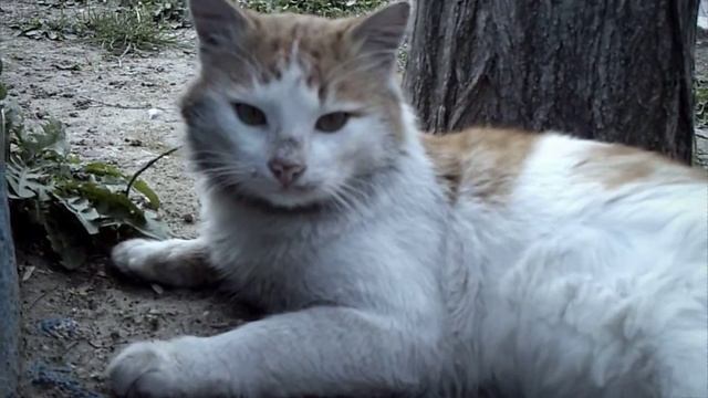 Demon Cat - After Effects смотреть онлайн