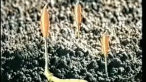 ЧАЙ С ОРИГИНАЛЬНЫМ КИТАЙСКИМ КОРДИЦЕПСОМ