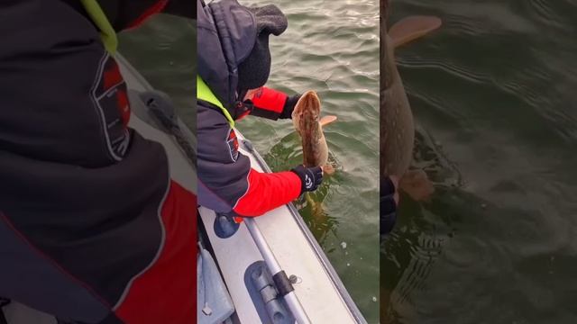 Поймал-отпусти! Рыбалка2025 #fishmir #рыбалка #fishing #поймалотпусти #рыбамоеймечты смотреть онлайн