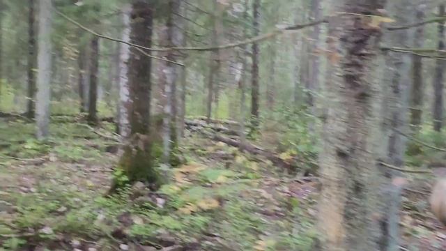 Лес из красных грибов