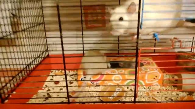 Крысята и коробка