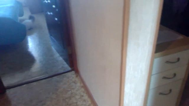 Моя кошка Мотя смотреть онлайн