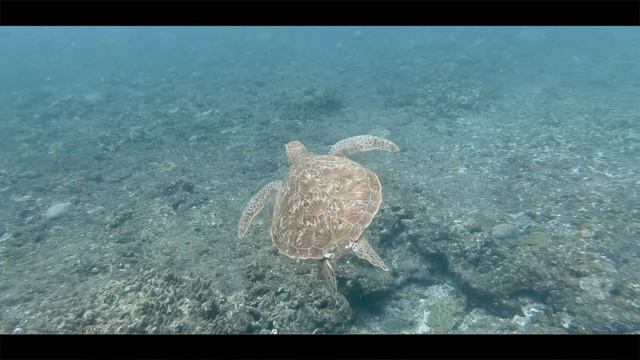Amazing Turtle Footage | 4K GoPro HERO7 Black смотреть онлайн