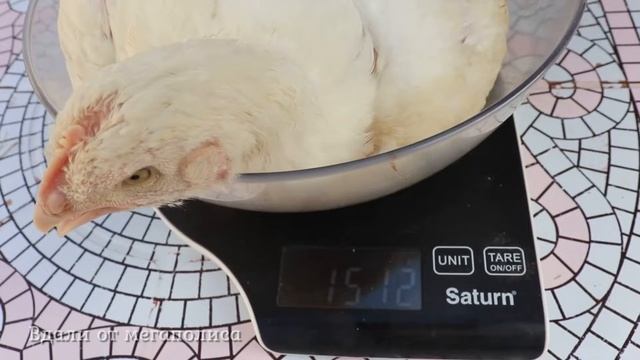 Вес цыплёнка бройлера в месячном возрасте. Результаты взвешивания. смотреть онлайн