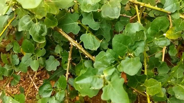 Thuthuvalai (Purple Fruited Pea Eggplant - Solanum trilobatum), Tamil: தூதுவளை смотреть онлайн